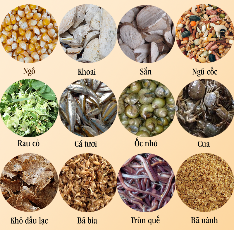 Phục hồi gà chọi hỏng mỏ dưới bằng chế độ dinh dưỡng Phục hồi gà chọi hỏng mỏ dưới bằng chế độ dinh dưỡng